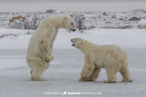 Sparring male polar bears