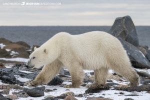 Polar bear photography tour