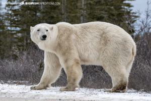 Polar bear photography tour