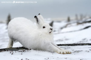 Arctic hare