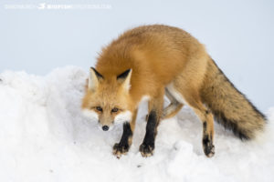 Red for on the Tundra