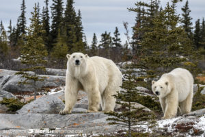 Polar bear photography tour