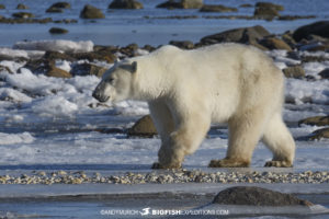 Polar bear photography tour