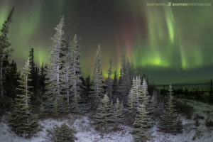 Northern lights on the tundra