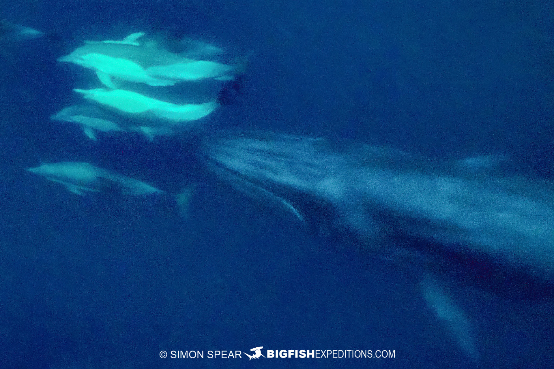 Brydes Whale on the Sardine Run