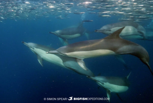 Common dolphins on the Sardine Run