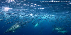 Common dolphins on the Sardine Run