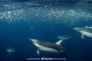 Common dolphins on the Sardine Run