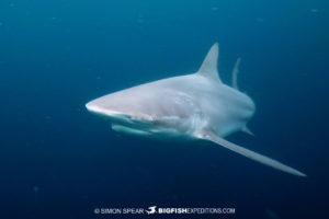 Dusky Shark on the Sardine Run