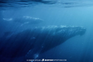 Humpback Whales on the Sardine Run
