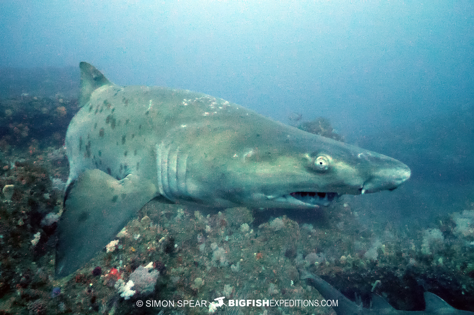 Raggedtooth Sharks on the Sardine Run