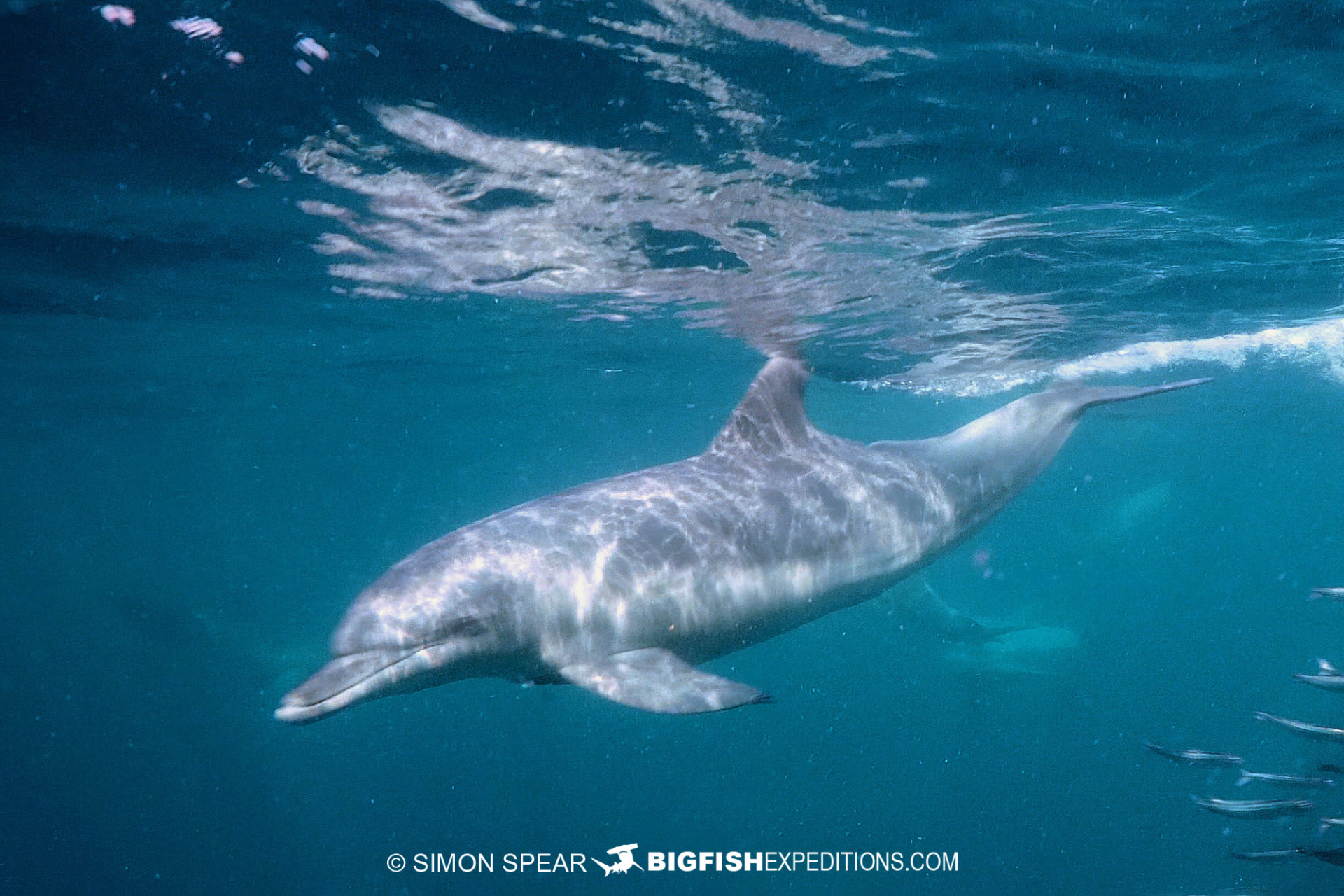Bottlenose dolphin on the sardine run