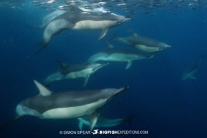 Common Dolphins on the South African Sardine Run
