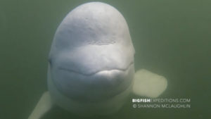 Beluga encounter video