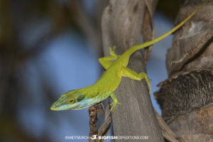 Cuban blue anole on Banco Chinchorro