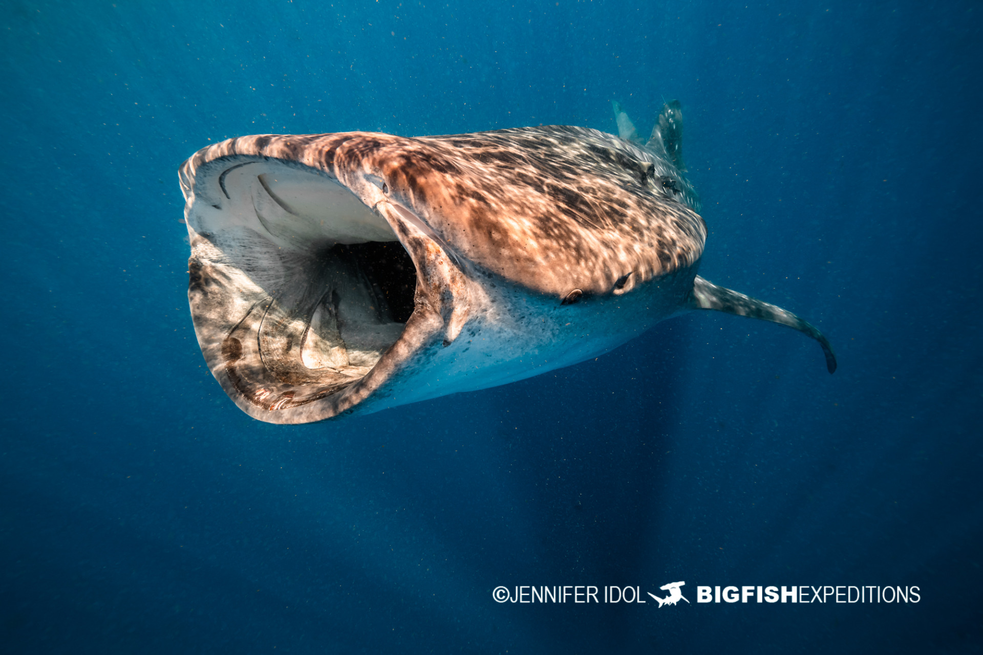 https://www.bigfishexpeditions.com/wp-content/uploads/2022/09/DSC_1081_IdolJennifer_whaleSharks.jpg