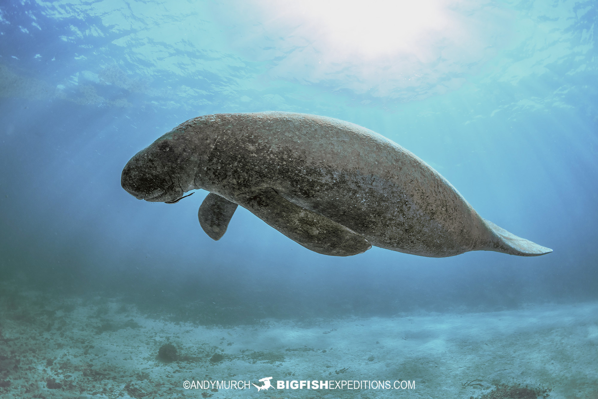 Manatee at La Posa