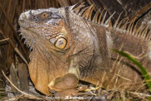 Orange green iguana on Banco Chinchorro