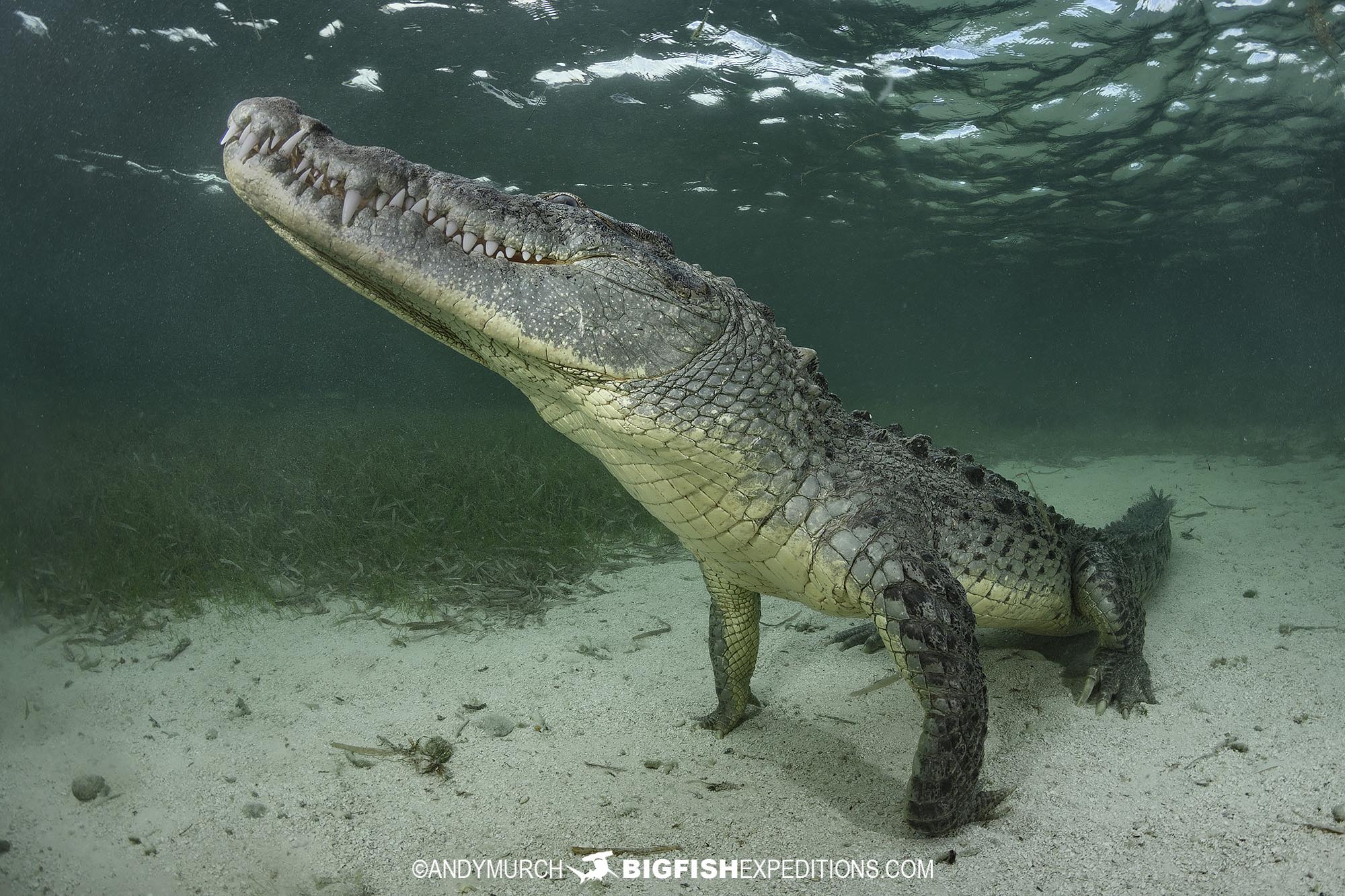 Snorkeling with crocodiles at Banco Chichorro in Mexico.