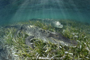 Snorkeling with crocodiles at Banco Chichorro in Mexico.