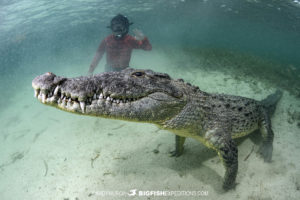 Snorkeling with crocodiles at Banco Chichorro in Mexico.