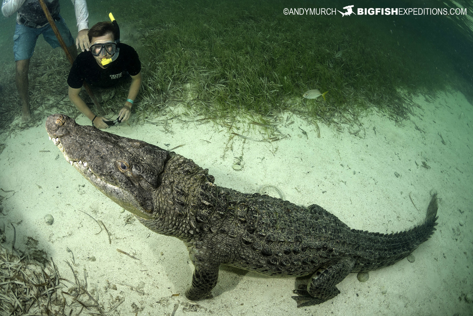 Snorkeling with crocodiles at Banco Chichorro in Mexico.