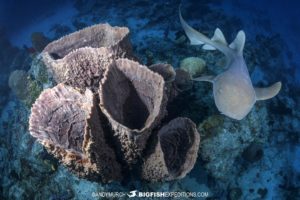 diving with nurse sharks at Banco Chichorro in Mexico.