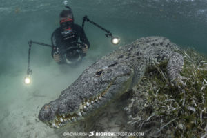 Snorkeling with crocodiles at Banco Chichorro in Mexico.