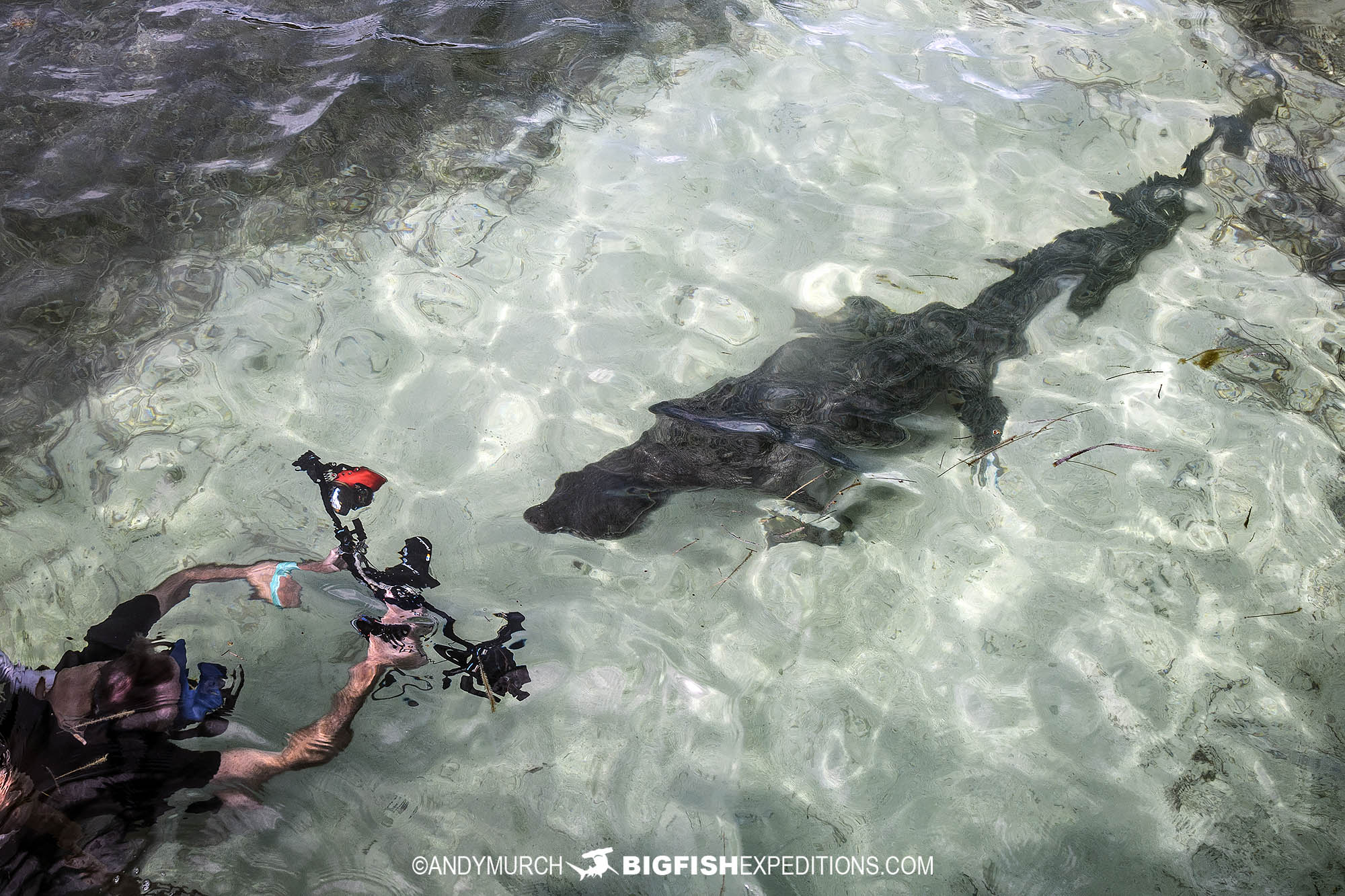 Snorkeling with crocodiles at Banco Chichorro in Mexico in 2023