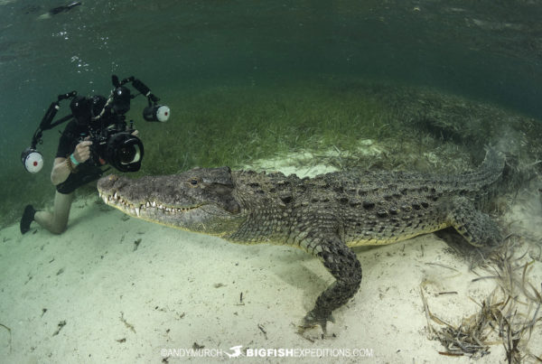 Snorkeling with crocodiles at Banco Chichorro in Mexico.