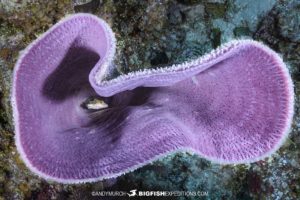 Reef diving s at Banco Chichorro in Mexico.