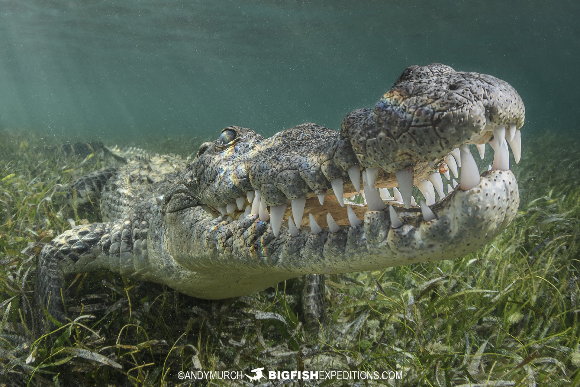 Snorkeling with crocs at Banco Chinchorro