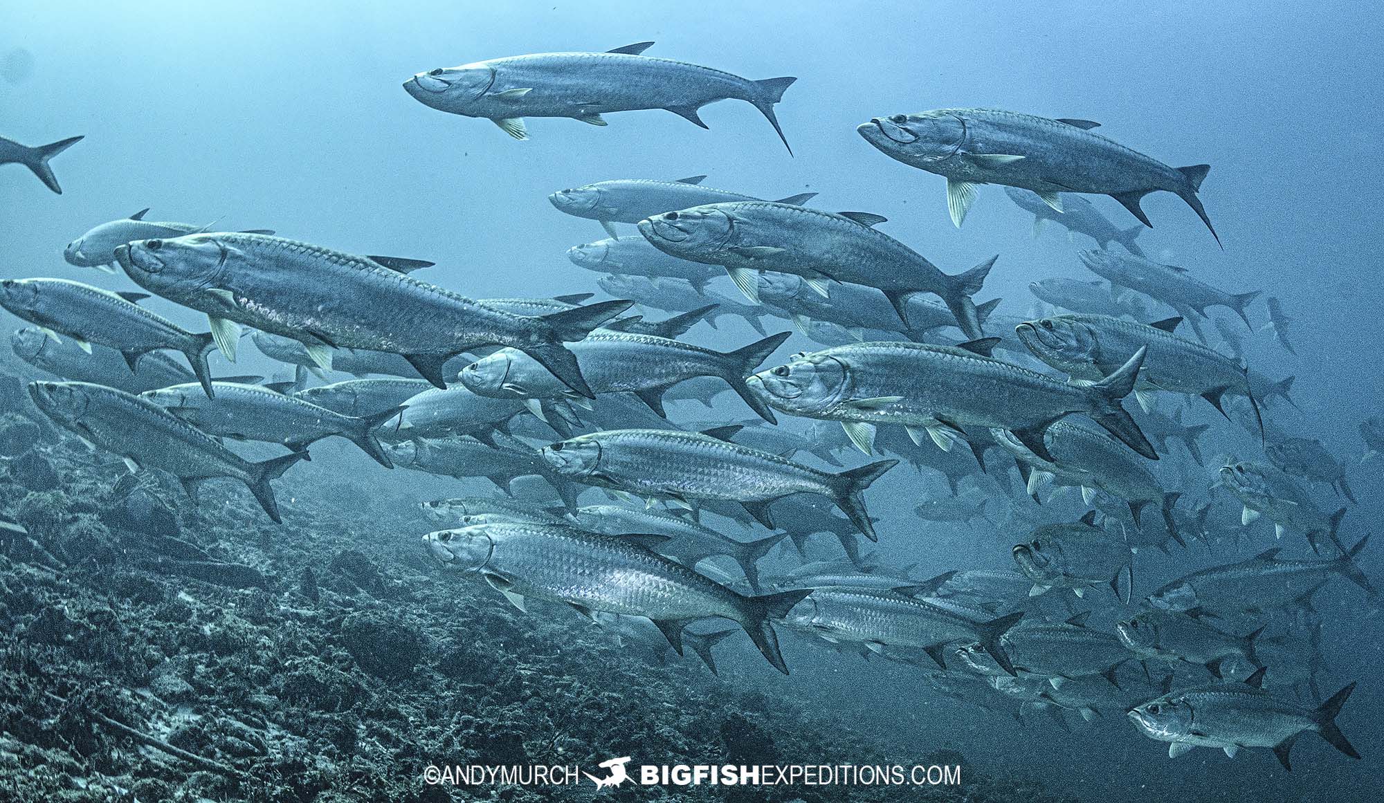 Tarpon school at La Posa