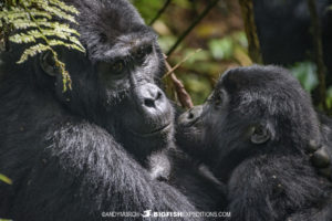 Gorilla Trekking in Uganda