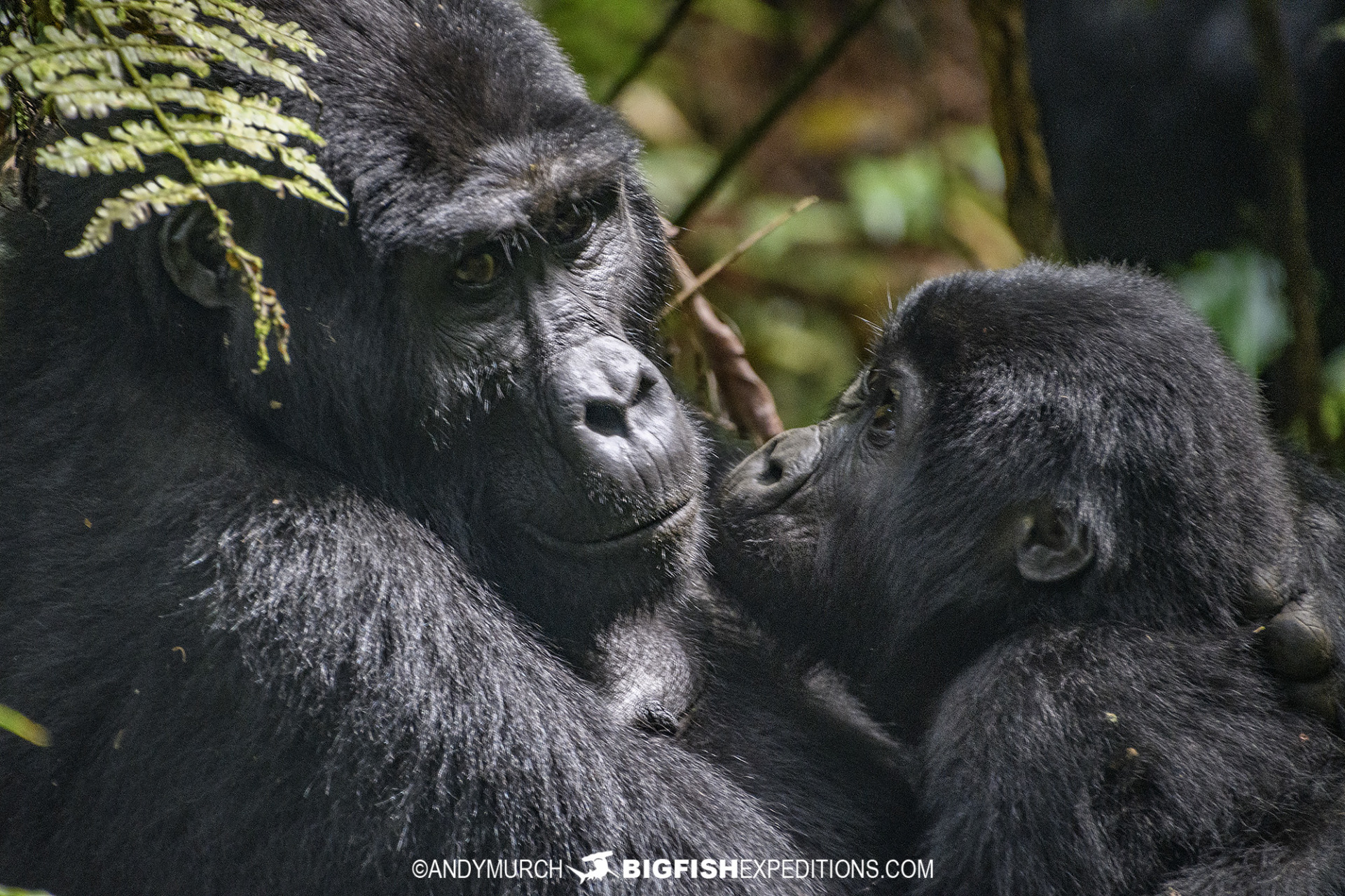 Blue Monkey — Destination Uganda Travelers