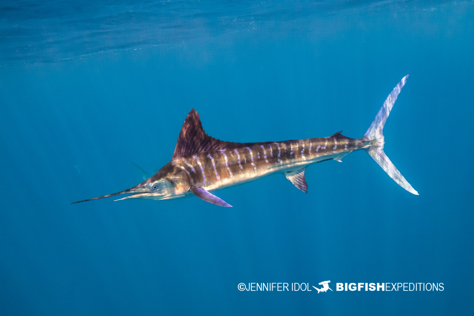 Snorkeling with striped marlin and bait balls on the Mexican Sardine Run