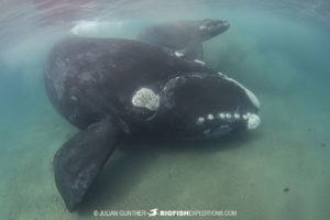 Snorkeling with Southern Right Whales in Patagonia.