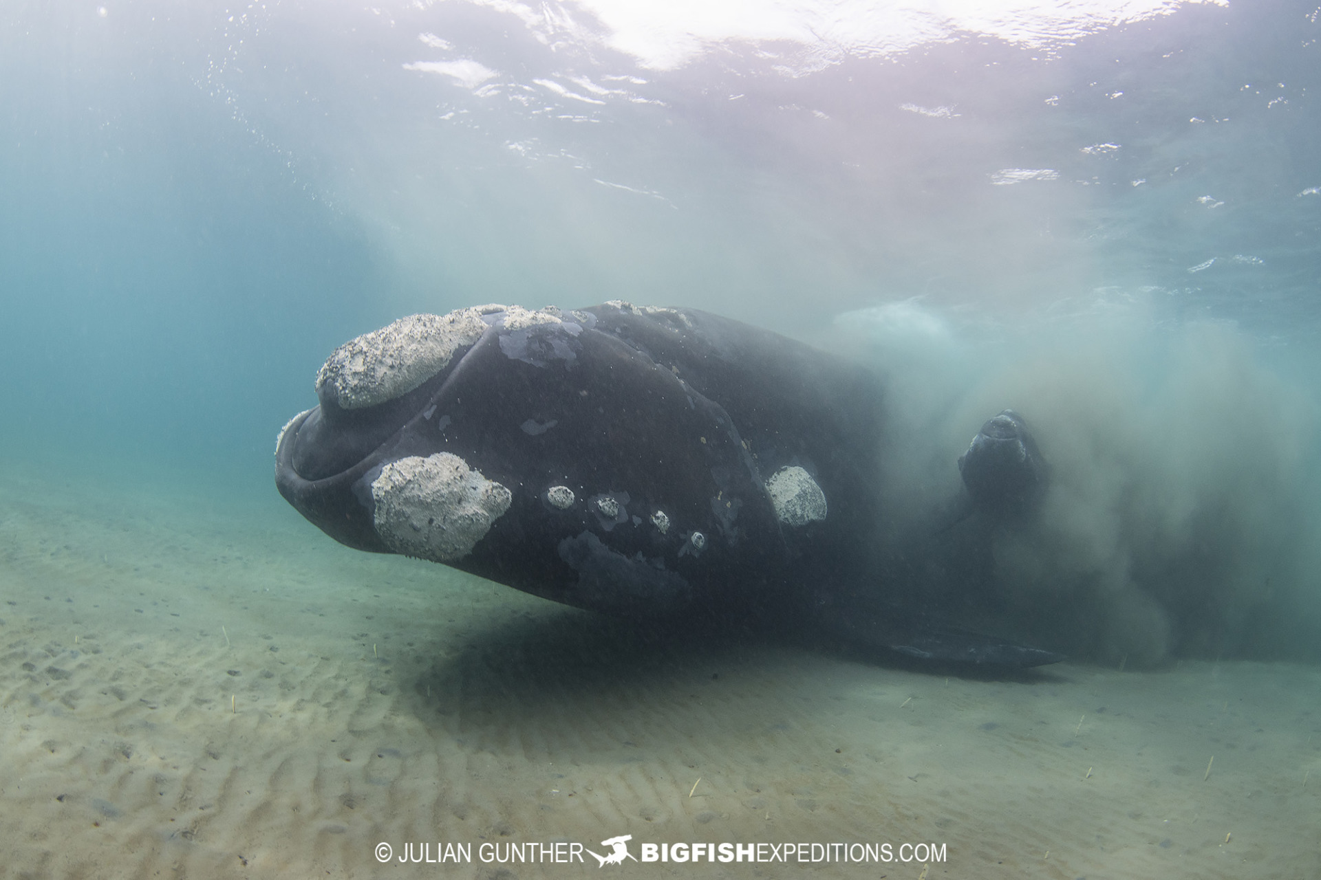 Snorkeling with Southern Right Whales in Patagonia.