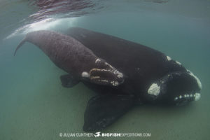 Snorkeling with Southern Right Whales in Patagonia.