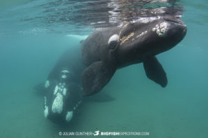 Snorkeling with Southern Right Whales in Patagonia.