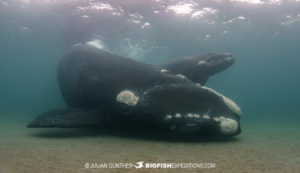 Snorkeling with Southern Right Whales in Patagonia.