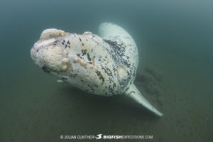 White Whale Calf in Patagonia