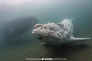 Southern Right Whale snorkeling
