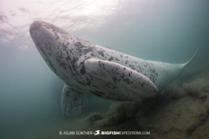 Curious White Whale snorkeling