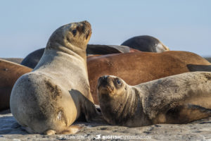 South American Sea Lions in Peninsula Valdez.