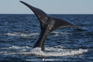 Southern Right Whale tale in Patagonia.