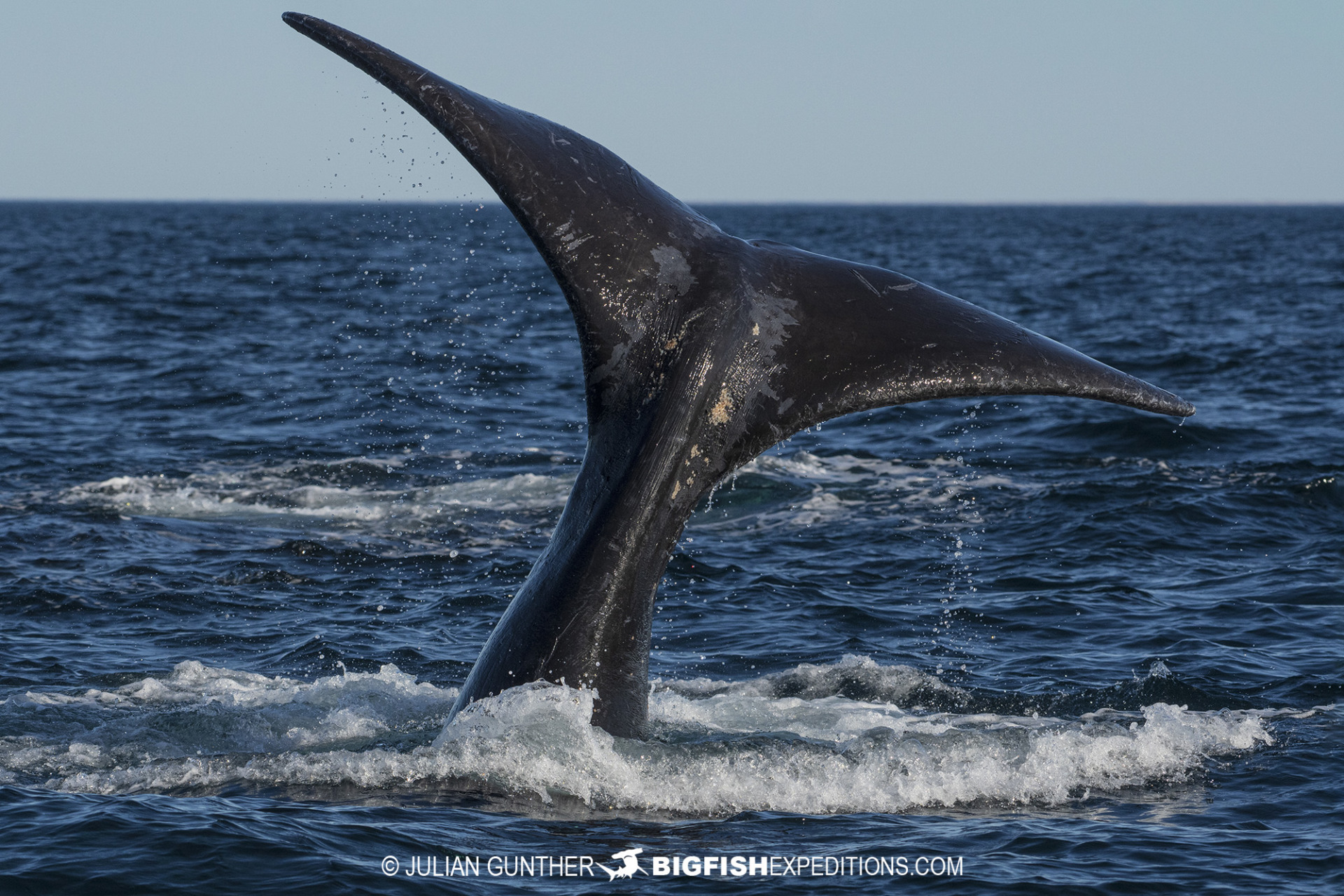 Southern Right Whale tale in Patagonia.