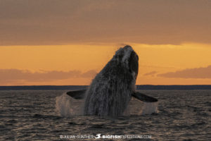 Southern Right Whale breaching at sunset.