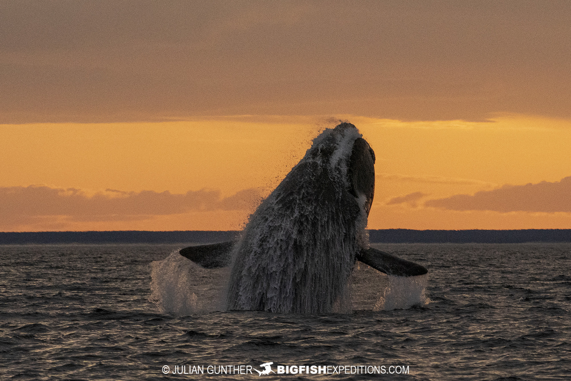 Southern Right Whale breaching at sunset.
