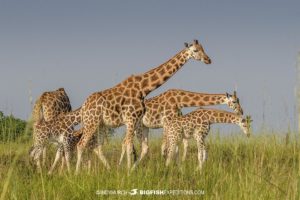 Giraffe in Murchison Falls